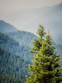 Coniferous forest scene