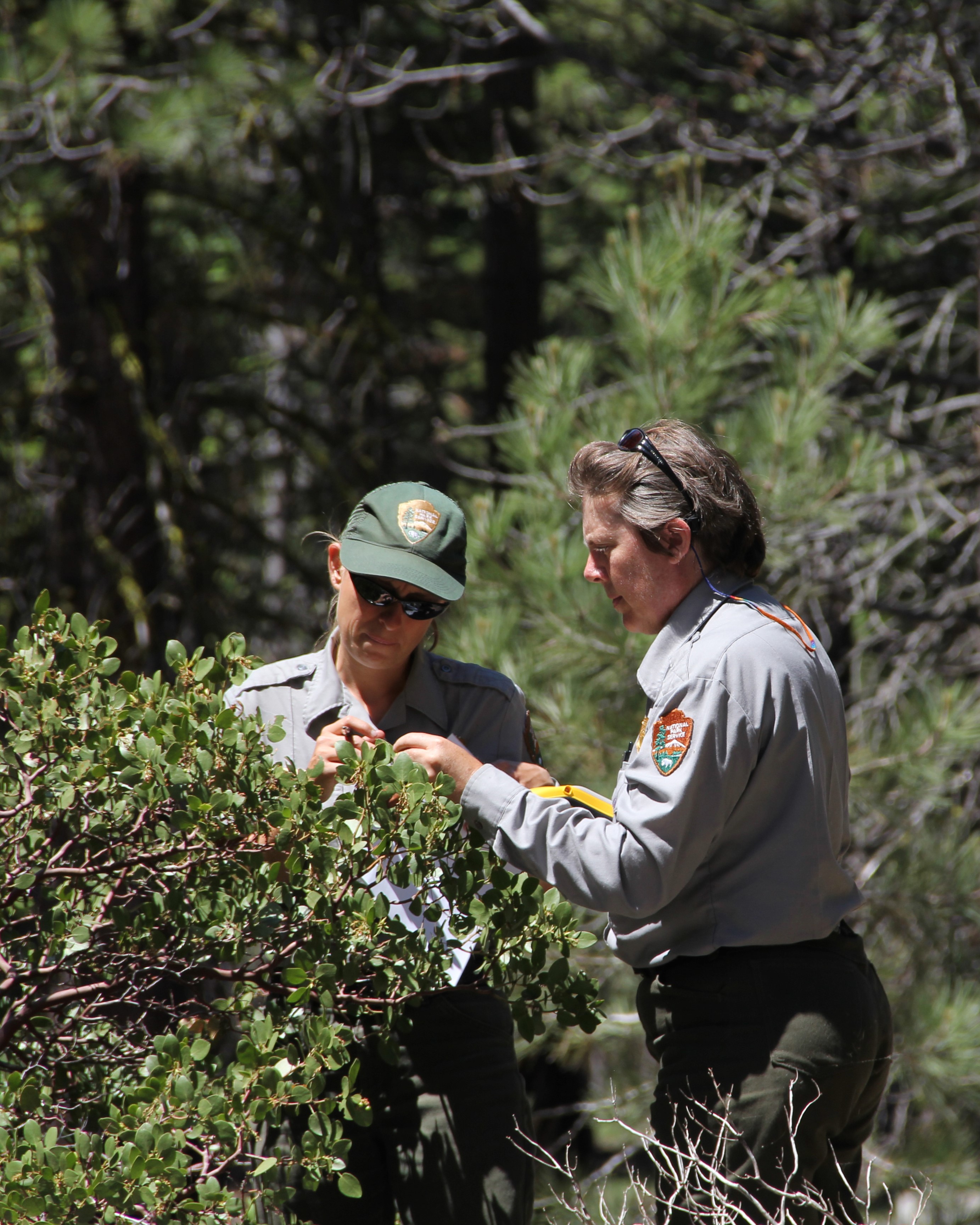 Two National Park Service staff record data on a plant