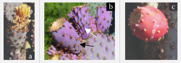 Prickly pear fruit