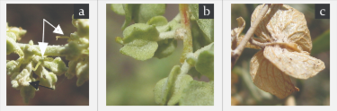 Saltbush fruit