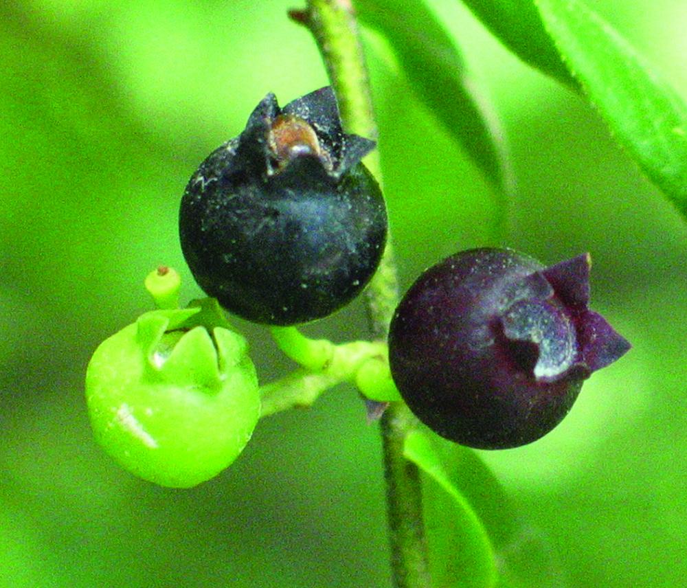 Blueberry fruit