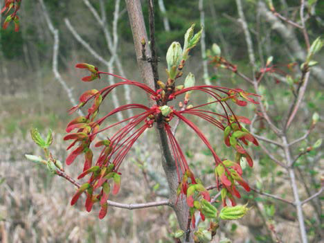 Red maple fruits and leaves