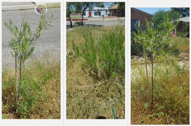 Desert Willow images