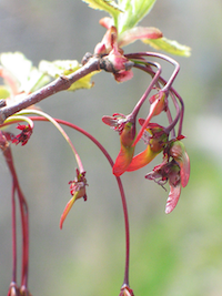 Red maple fruits