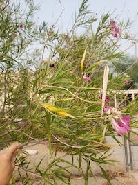 Desert willow tree