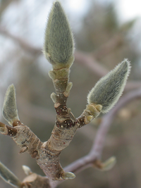 Dormant magnolia bud