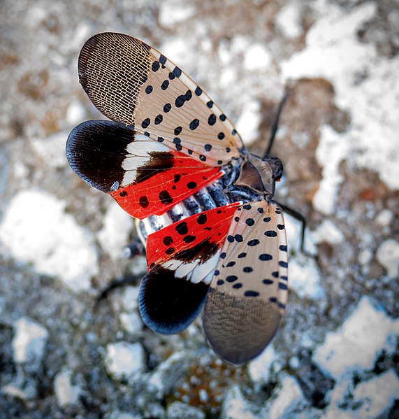 Spotted lanternfly adult