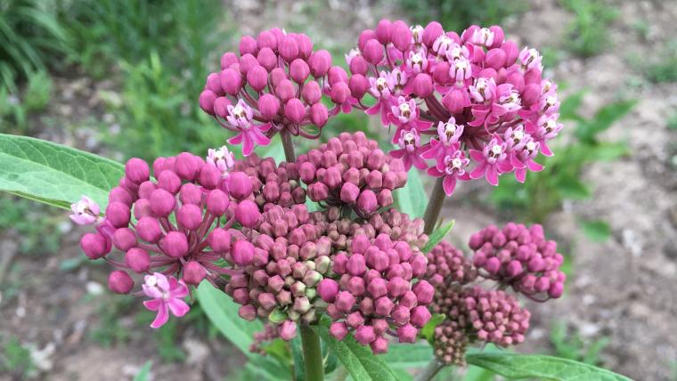 Swamp milkweed with flowers