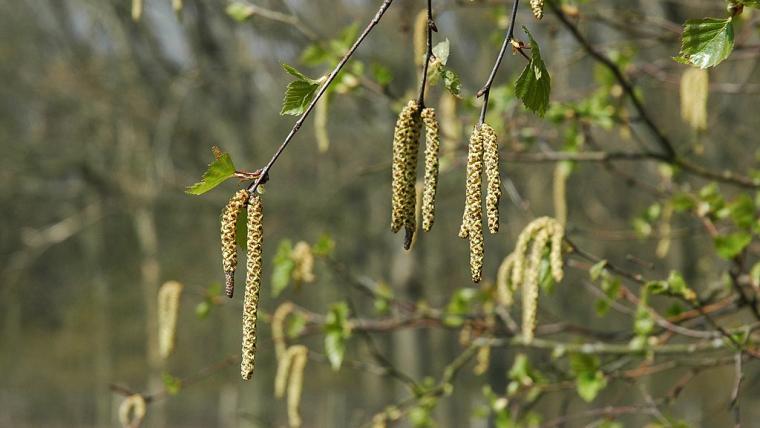 Birch catkins, or flowers