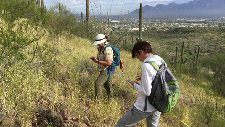 Two people look at hillside covered in buffelgrass