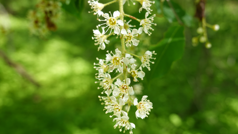 Black cherry flowers