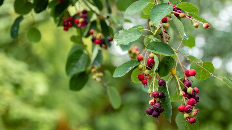 Elderberry fruits